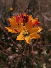 Ixia dubia