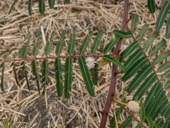 Mimosa pigra