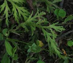 Selaginella repanda