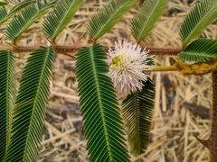 Mimosa pigra