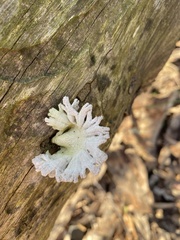 Schizophyllum commune