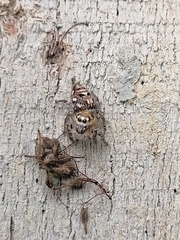 Hyllus