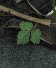 Potentilla hebiichigo