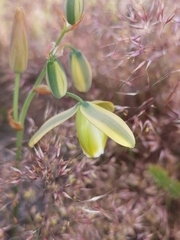 Albuca fragrans