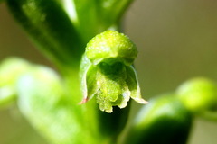 Microtis arenaria