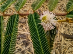 Mimosa pigra