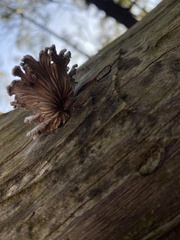 Schizophyllum commune