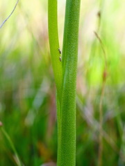Microtis arenaria