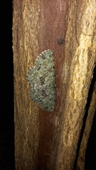 Ophthalmitis herbidaria
