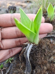 Schizocarphus nervosus