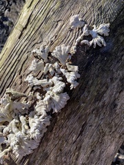 Schizophyllum commune