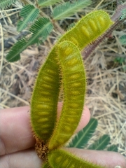 Mimosa pigra