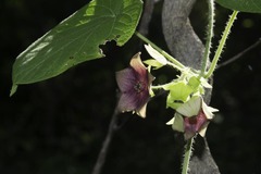 Polystemma guatemalense