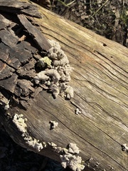 Schizophyllum commune