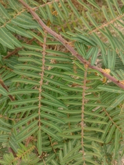 Mimosa pigra