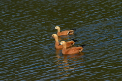 Tadorna ferruginea