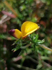 Aspalathus retroflexa bicolor