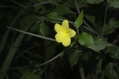Haplophyton cimicidum