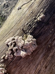 Schizophyllum commune