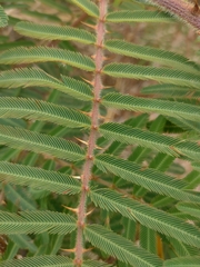 Mimosa pigra