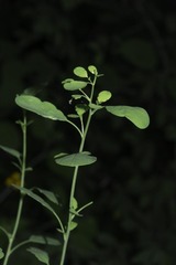 Porophyllum ruderale macrocephalum