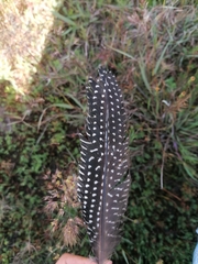 Numida meleagris coronatus