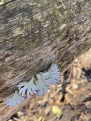 Schizophyllum commune