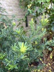 Podocarpus totara