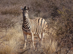 Equus quagga