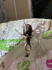 Sphaenognathus giganteus