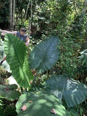 Alocasia macrorrhizos