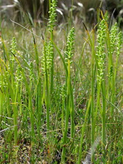 Microtis arenaria