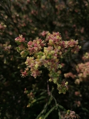 Passerina corymbosa