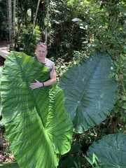 Alocasia macrorrhizos
