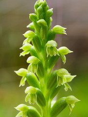Microtis arenaria
