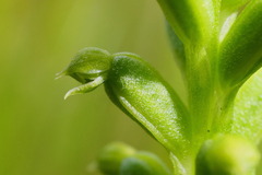 Microtis arenaria