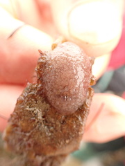 Ascidiella aspersa