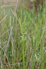 Microtis arenaria