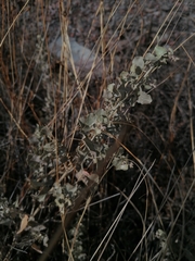 Atriplex rusbyi