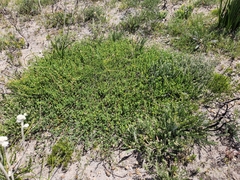 Aspalathus juniperina juniperina