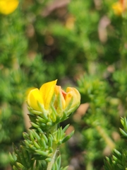 Aspalathus juniperina juniperina