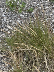 Sporobolus virginicus