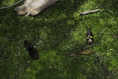 Dendrobias mandibularis mandibularis