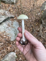 Amanita russuloides