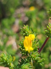 Aspalathus juniperina juniperina