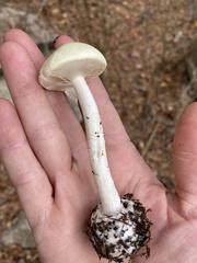 Amanita russuloides