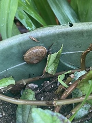 Zachrysia provisoria