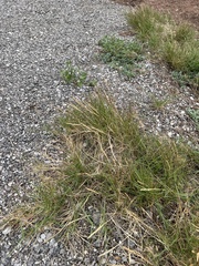 Sporobolus virginicus