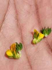 Aspalathus juniperina juniperina