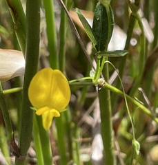 Rhynchosia leucoscias